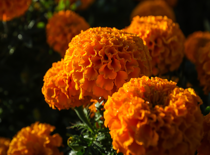 Close-up of bright orange marigold flowers.